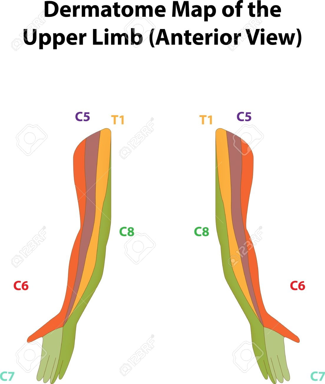 Dermatome Map Of The Upper Limb Labeled Diagram Royalty Free SVG