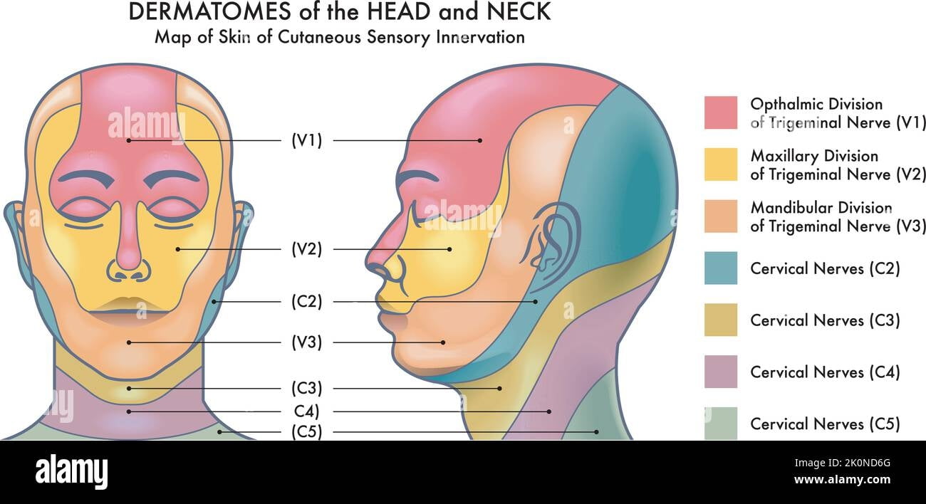 Dermatomes Hi Res Stock Photography And Images Alamy Dermatomes Chart