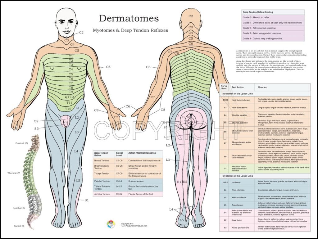 Dermatome Lumbar Chart Dermatomes Chart And Map