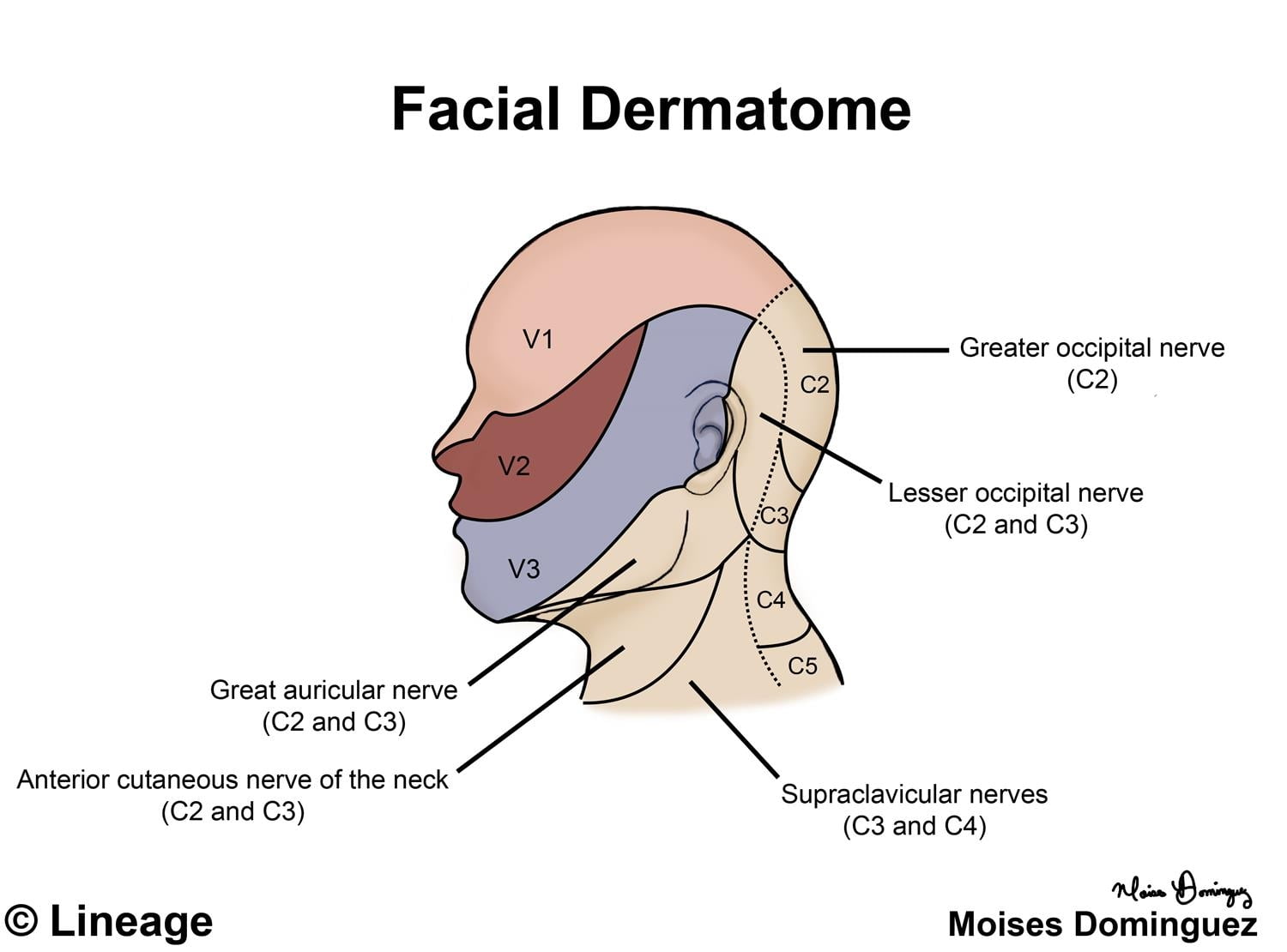 Dermatome Chart Head And Neck Dermatomes Chart And Map