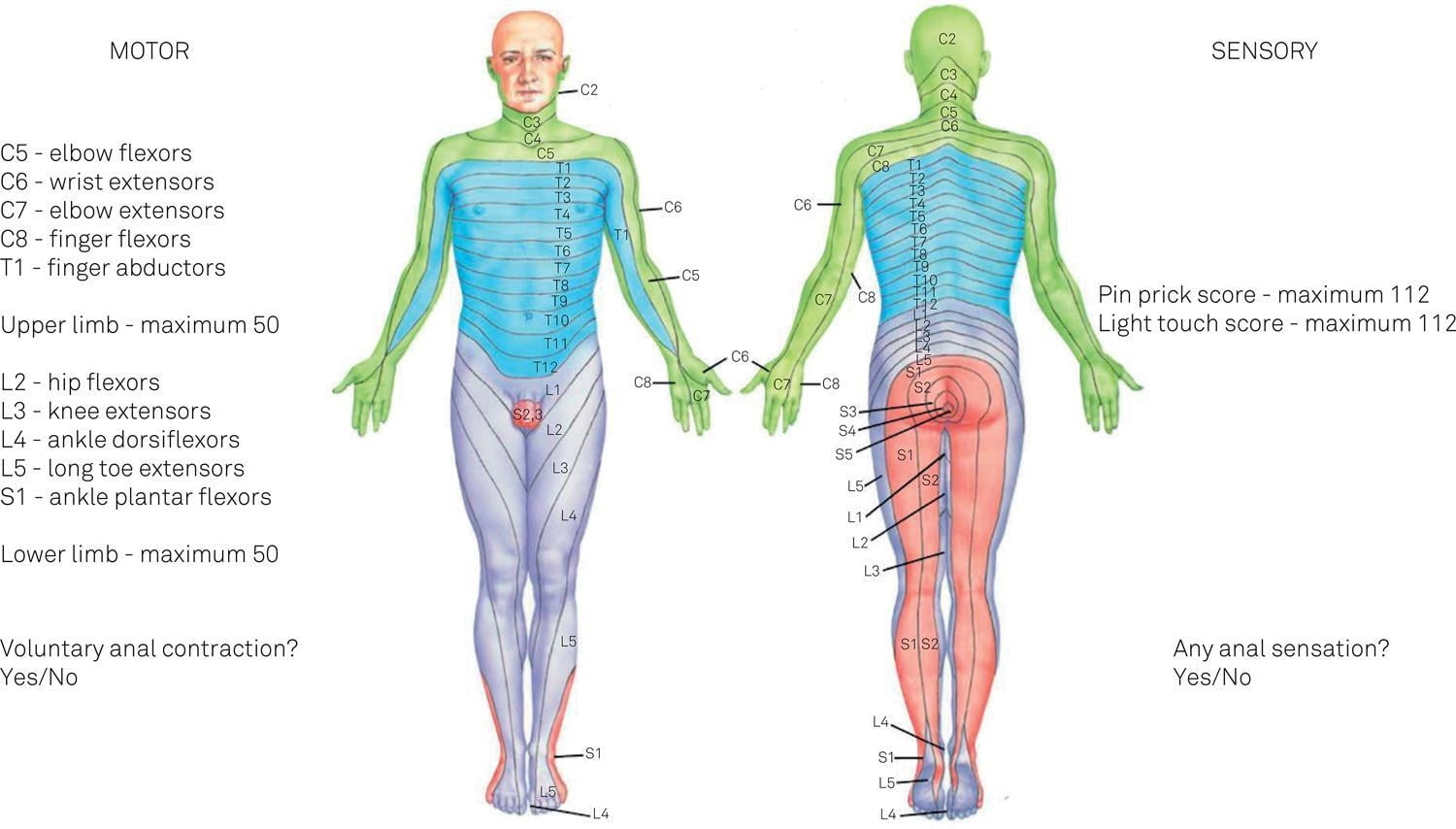 American Spinal Injury Association Dermatome Chart Dermatomes Chart And Map