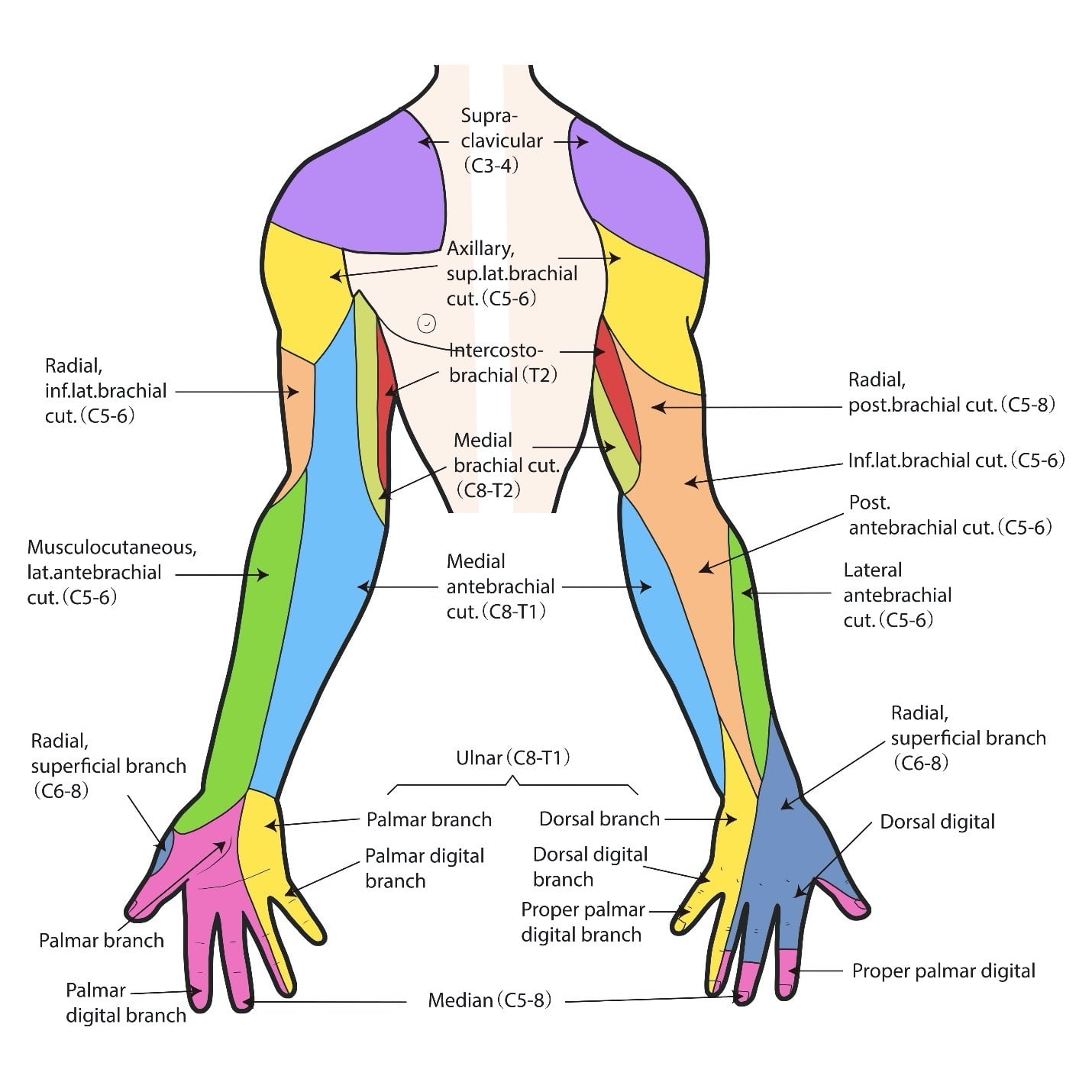 Brachial Plexus Injury Reeve Foundation Dermatomes Chart And Map