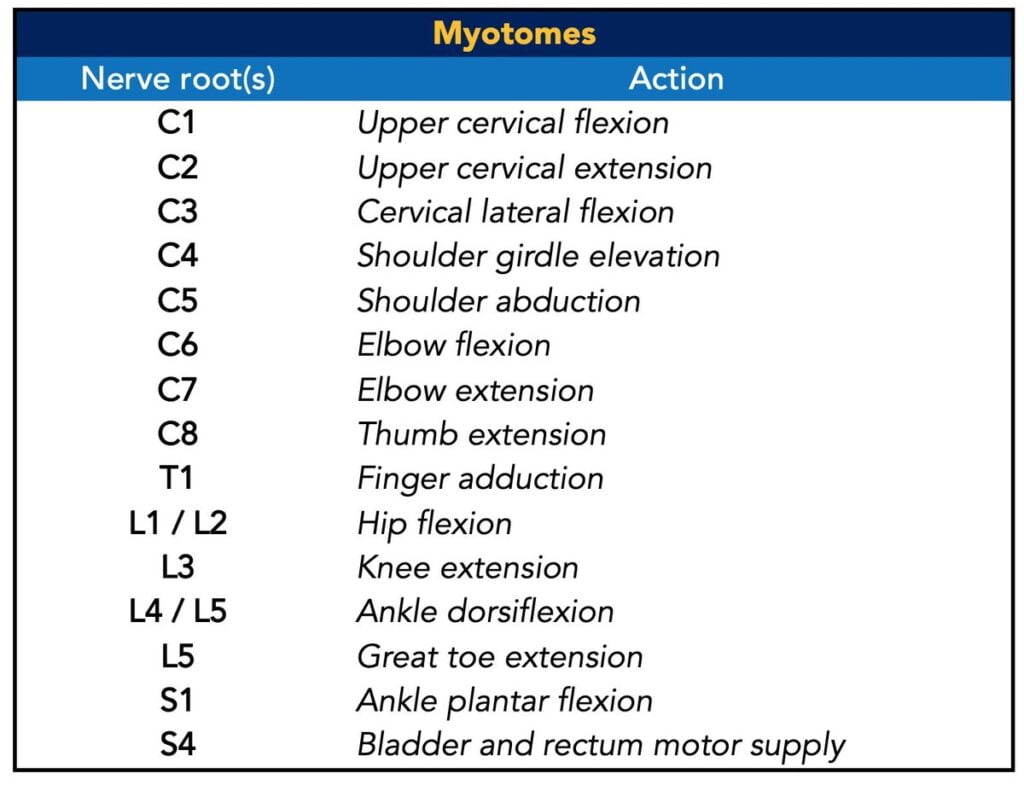 Nerve Roots Reflexes Dermatomes Myotomes Dermatomes Chart And Map Nerve Roots Reflexes Dermatomes Myotomes Dermatomes Chart And Map