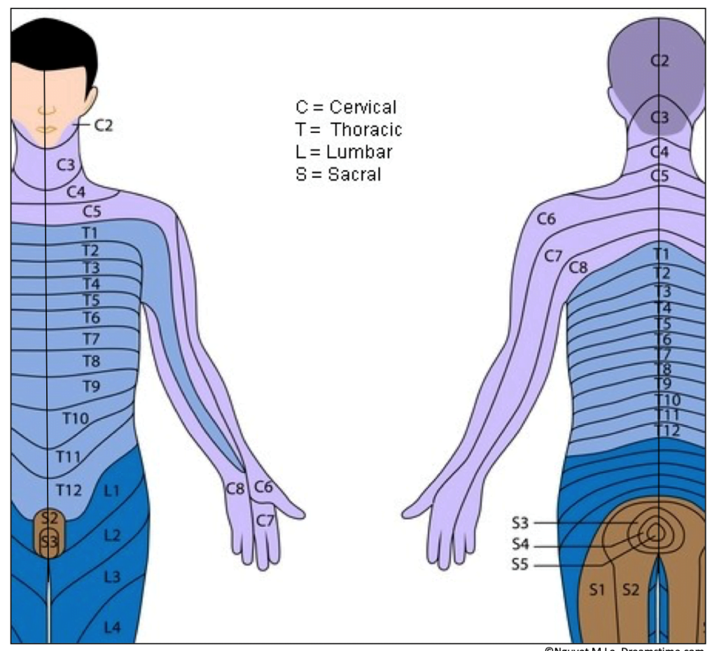 Thoracic Dermatomes And Myotomes Dermatomes Chart And Map