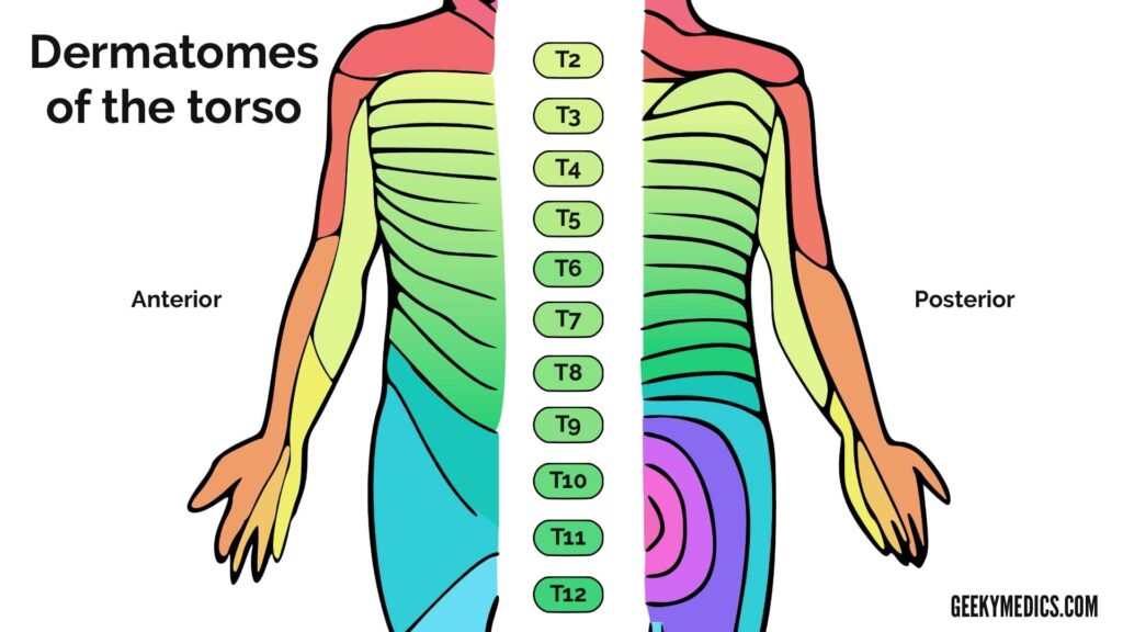 Thoracic Dermatomes Xiphoid Process Dermatomes Chart And Map