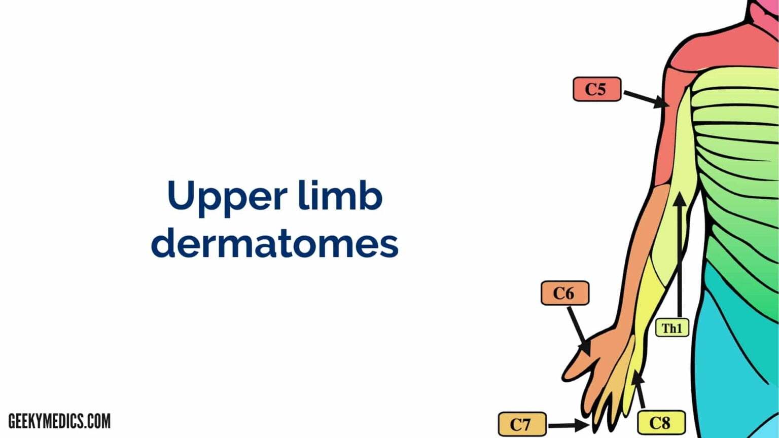 Dermatomes And Myotomes Sensation Anatomy Geeky Medics Dermatome Map