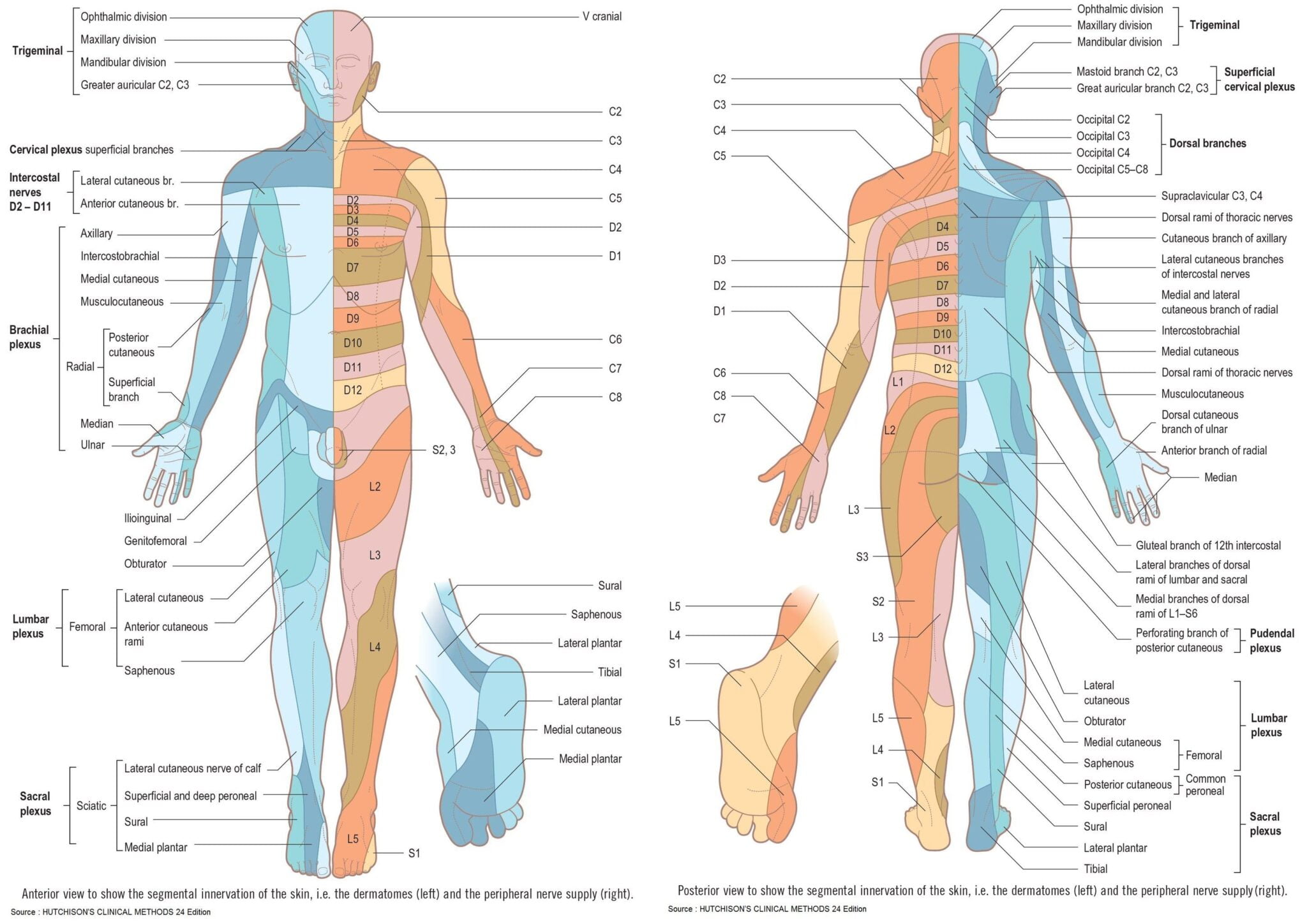 Dermatomes And Peripheral Nerves Segmental Innervation Grepmed