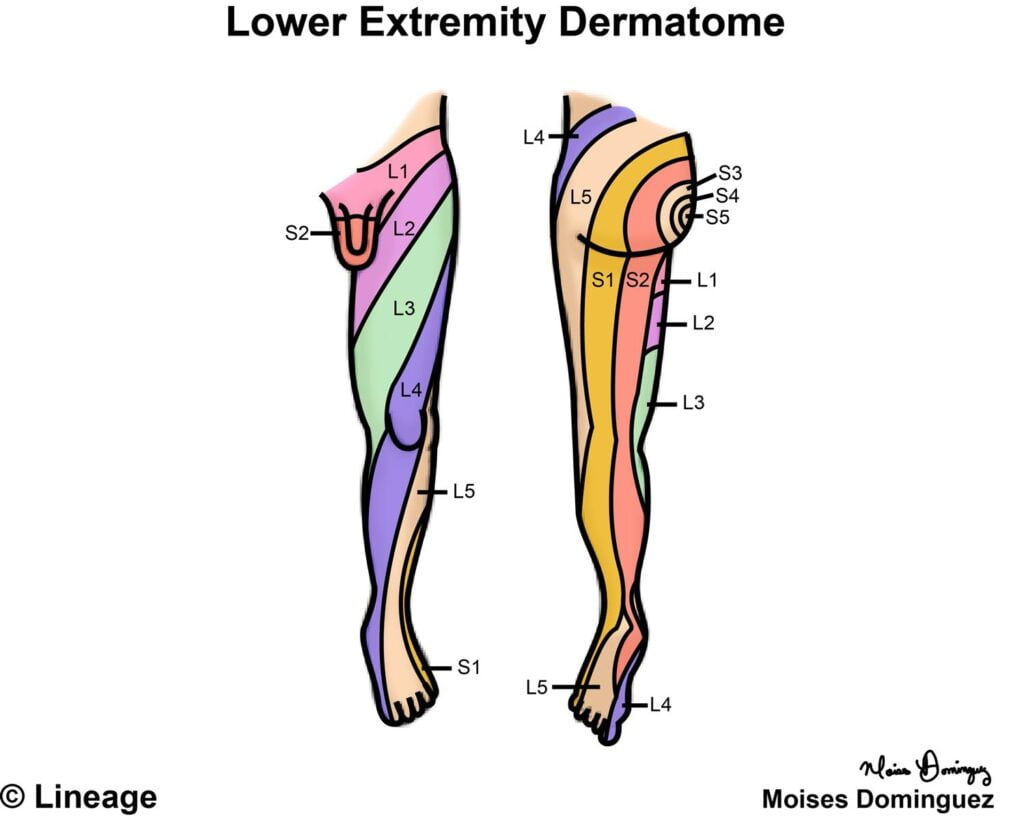 Sensory Dermatome Lower Extremity Dermatomes Chart And Map