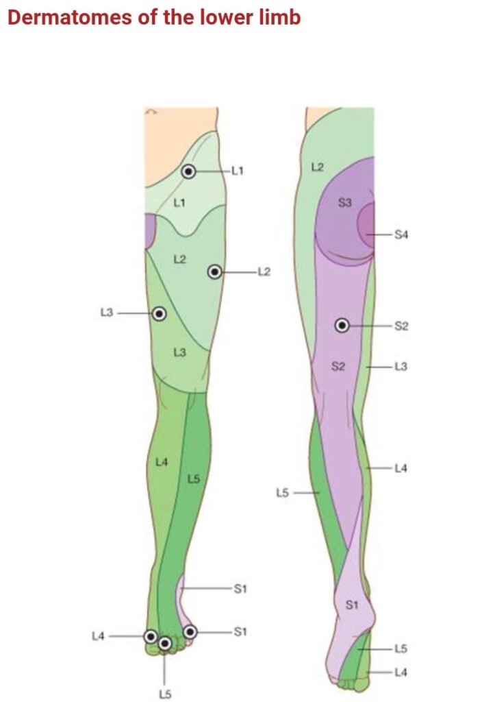 Lower Extremity Dermatome Labeling Dermatomes Chart And Map