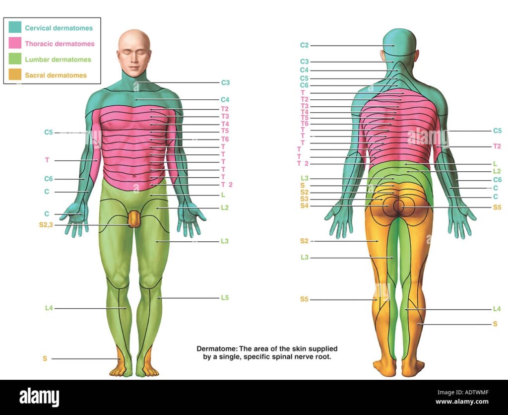 Map Of Lumbar Dermatomes Blank Dermatomes Chart And Map Map Of Lumbar Dermatomes Blank Dermatomes Chart And Map