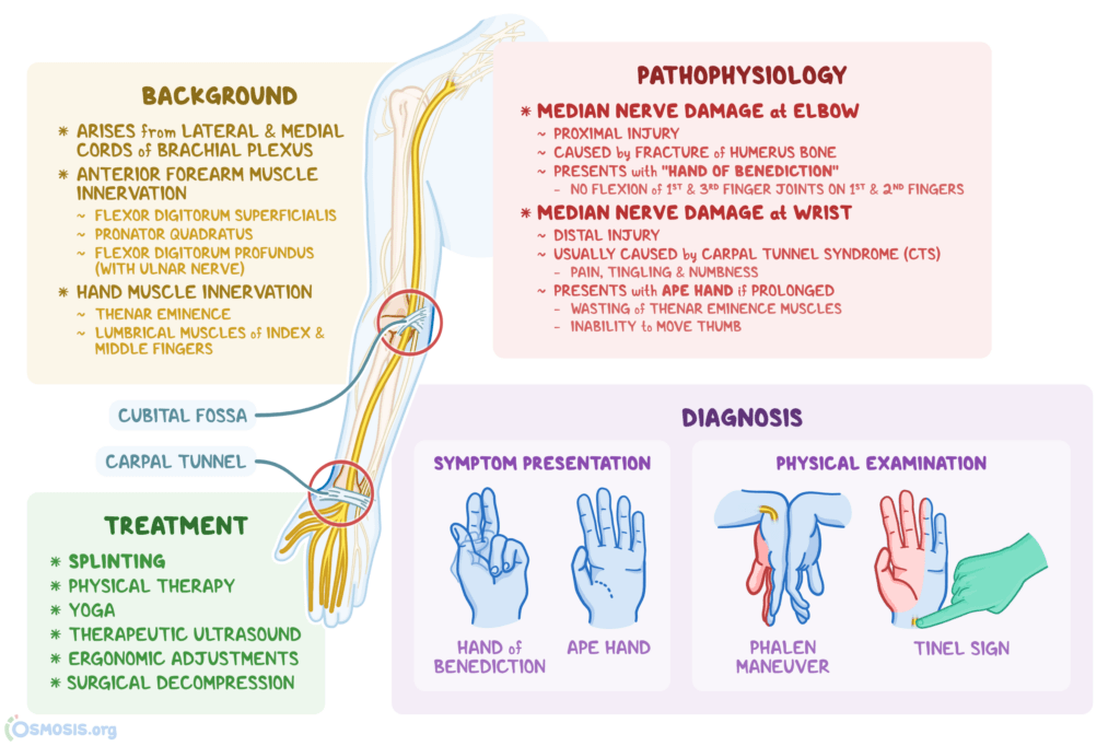 Median Nerve Dermatome Hand Dermatomes Chart And Map The Best Porn Website
