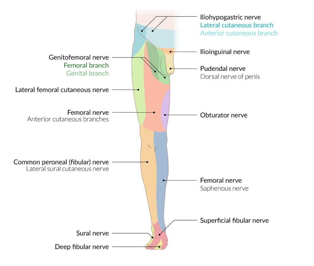 Leg Peripheral Nerve Dermatomes Dermatomes Chart And Map
