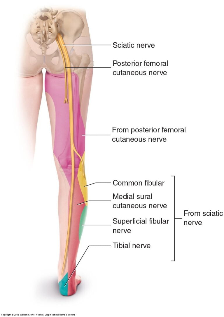 Sciatic Nerve Archives Learn Muscles Dermatomes Chart And Map