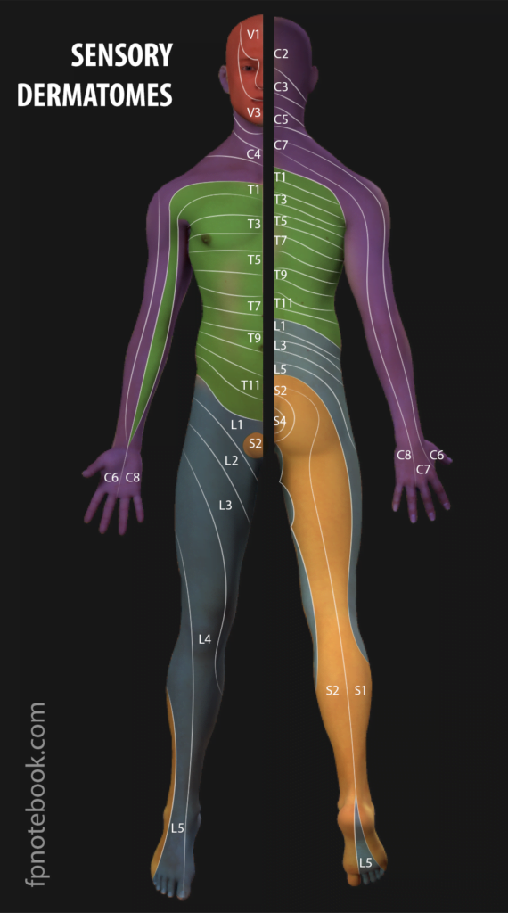 Dermatomes And Peripheral Nerves Test Dermatomes Chart And Map Sexiz Pix