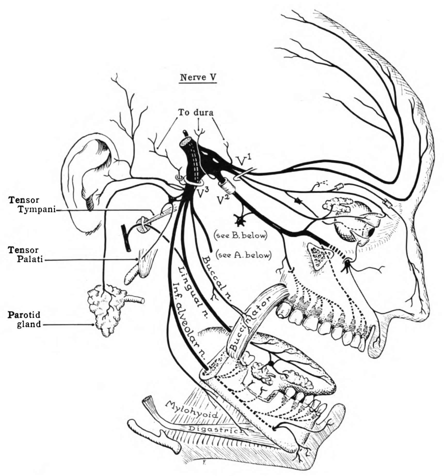 Trigeminal Nerve Dermatome Distribution Dermatomes Chart And Map