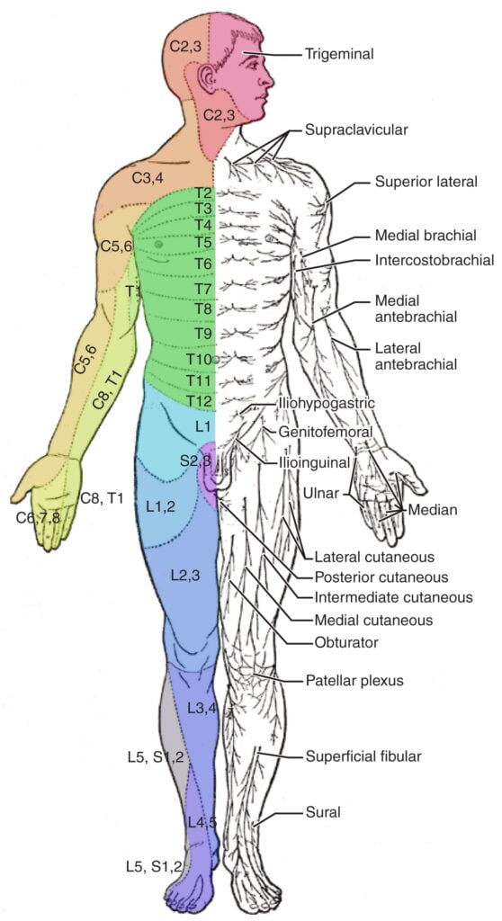Difference Between Dermatomes And Nerves Dermatomes Chart And Map