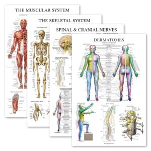 Amazon 4 Pack Anatomical Poster Set Laminated Muscular Skeletal Spinal Nerves Dermatomes Anatomy Chart Set LAMINATED 18 X 27 Industrial Scientific