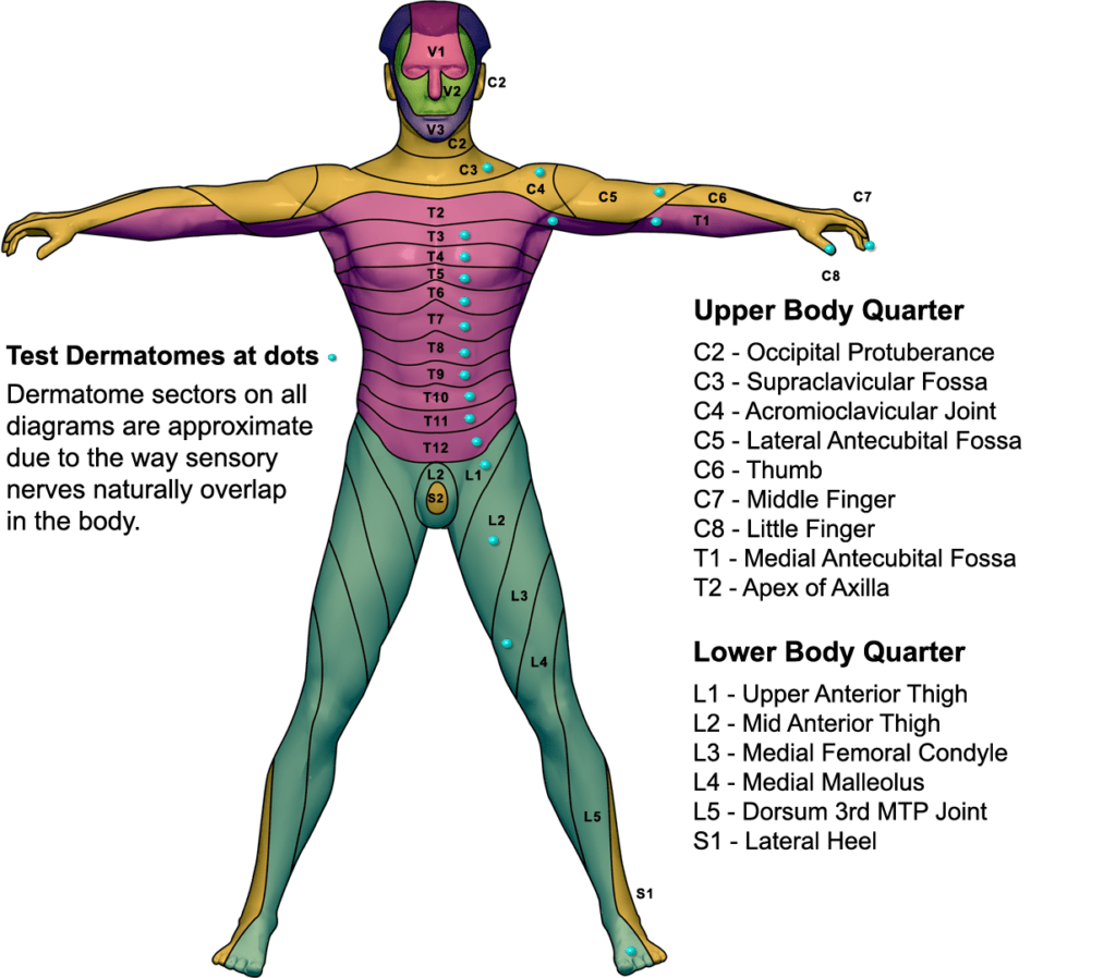 Apparelyzed Dermatome Chart - Dermatomes Chart and Map