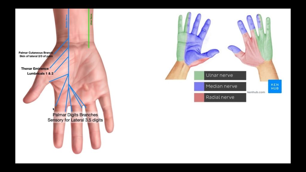 Palmar Digital Branches Of Median Nerve - Dermatomes Chart and Map