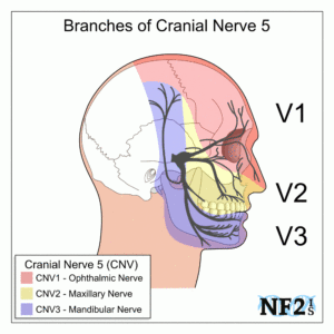 CN5 Trigeminal Nerve