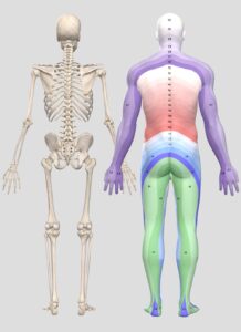 Definition And Significance Of Dermatome Dr Zatrok s Blog