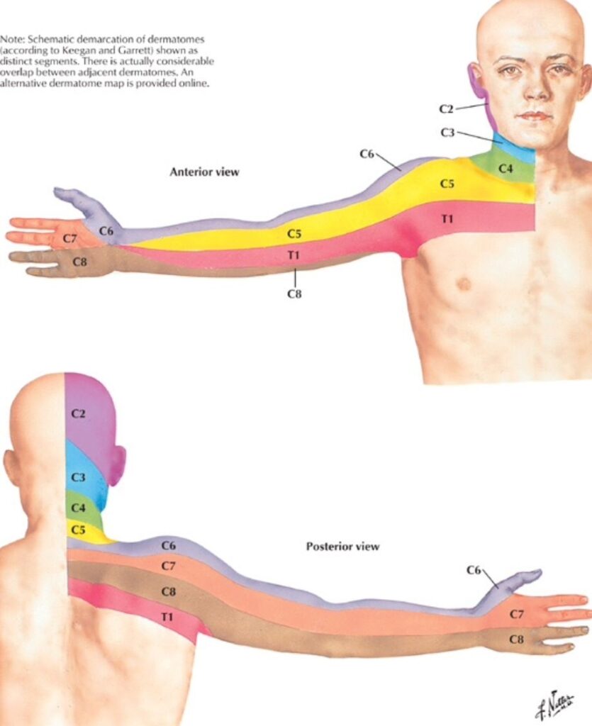 Dermatome Distribution For The Cervical Spine Netter Medical Anatomy Nerve Anatomy Human Anatomy And Physiology