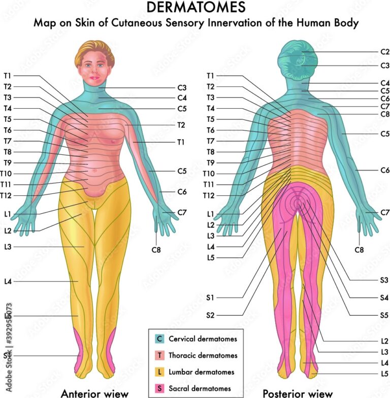 Dermatome Images Browse 70 Stock Photos Vectors And Video Adobe Stock ...