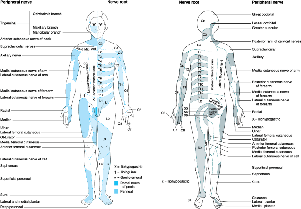 Dermatome Map Morgan Mikhail s Clinical Anesthesiology 5e AccessMedicine McGraw Hill Medical