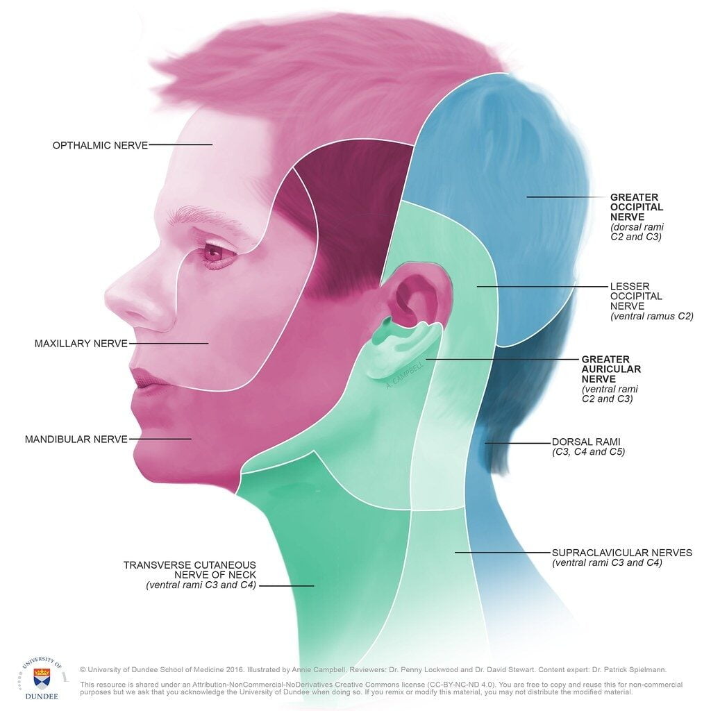 Head Dermatome Chart