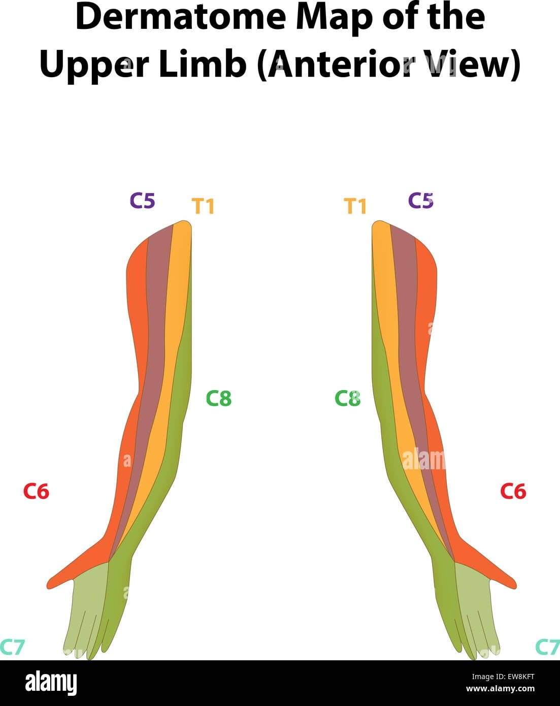 Dermatomes Of Upper Limb And Segmental Nerve Function Anatomy Note Sexiz Pix