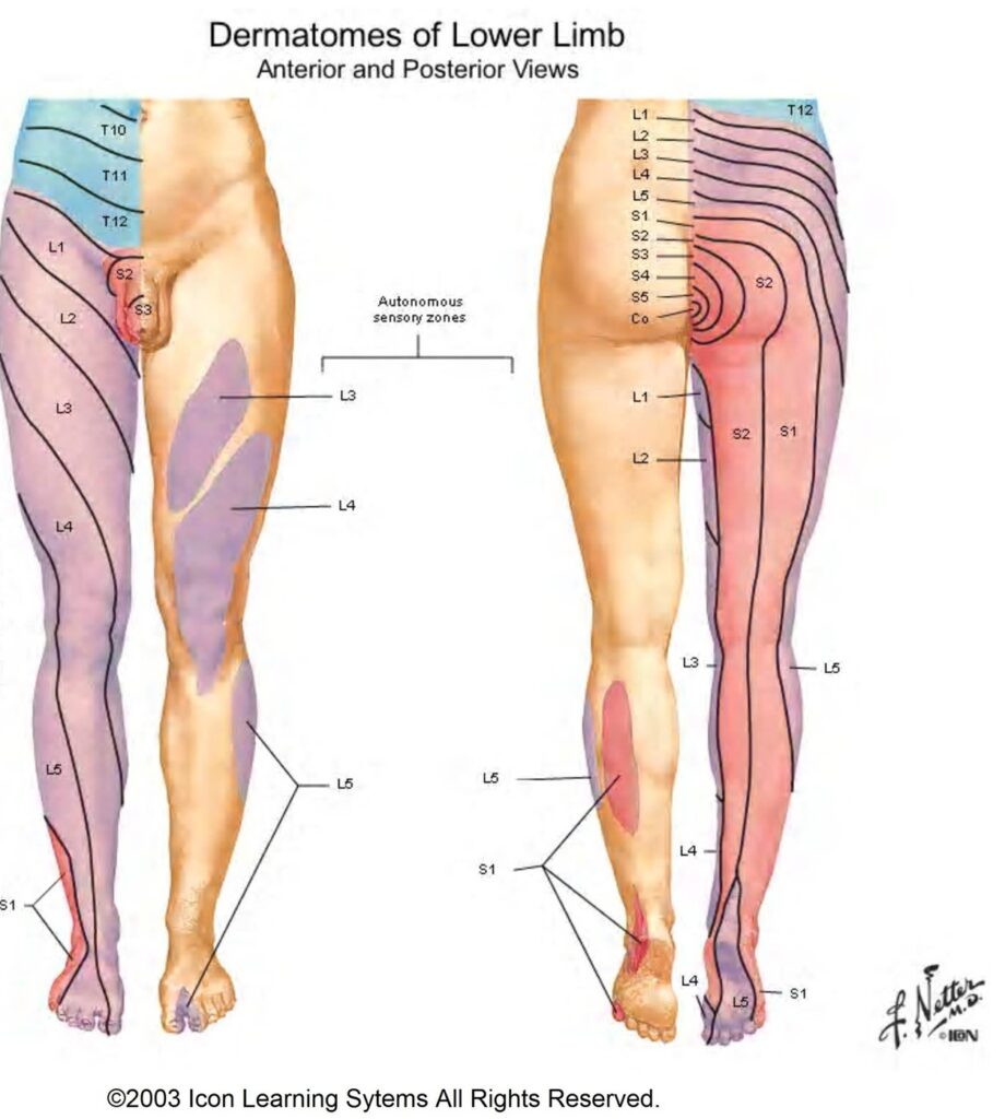 Lower Extremity Dermatomes Chart