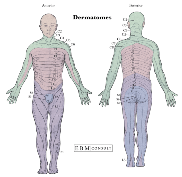 Dermatomes And Myotomes - Dermatomes Chart and Map