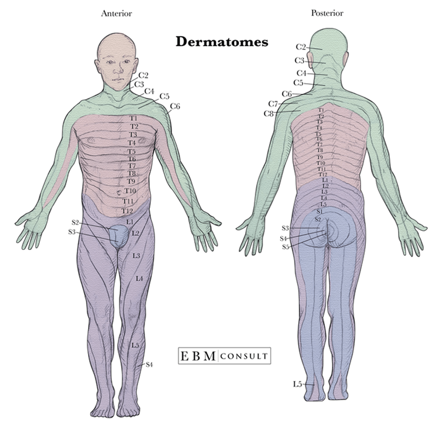 Free Dermatome Myotome Reflex Chart