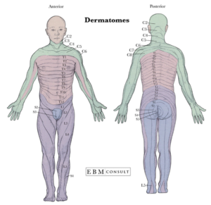 Dermatomes And Myotomes