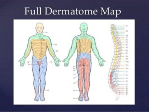 Dermatomes And Myotomes Jonathan Collier Injury Rehabilitation