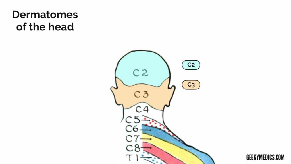 Dermatome Chart Head And Neck
