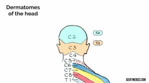 Dermatomes And Myotomes Sensation Anatomy Geeky Medics