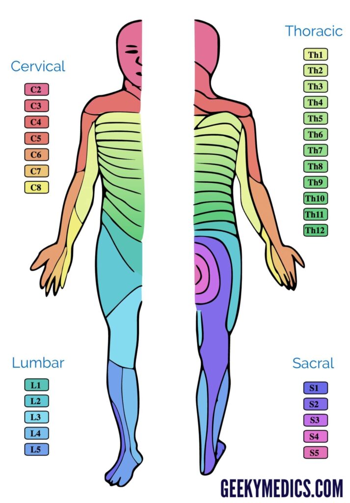 Dermatomes Body Chart