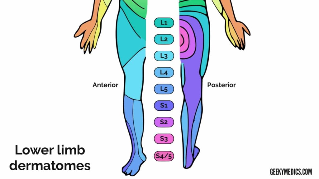 Sensory Blockade Dermatome Chart