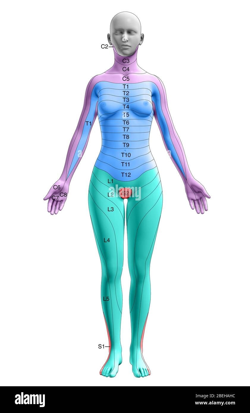 Dermatome Chart Female Dermatomes Chart And Map