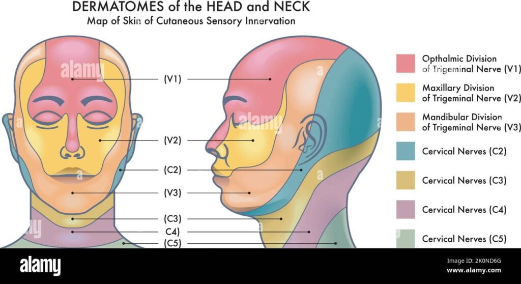 Dermatome Map Face And Neck