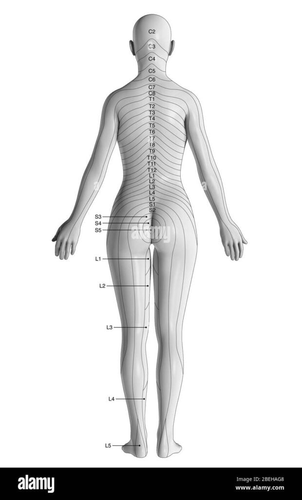 Dermatome Black And White Chart