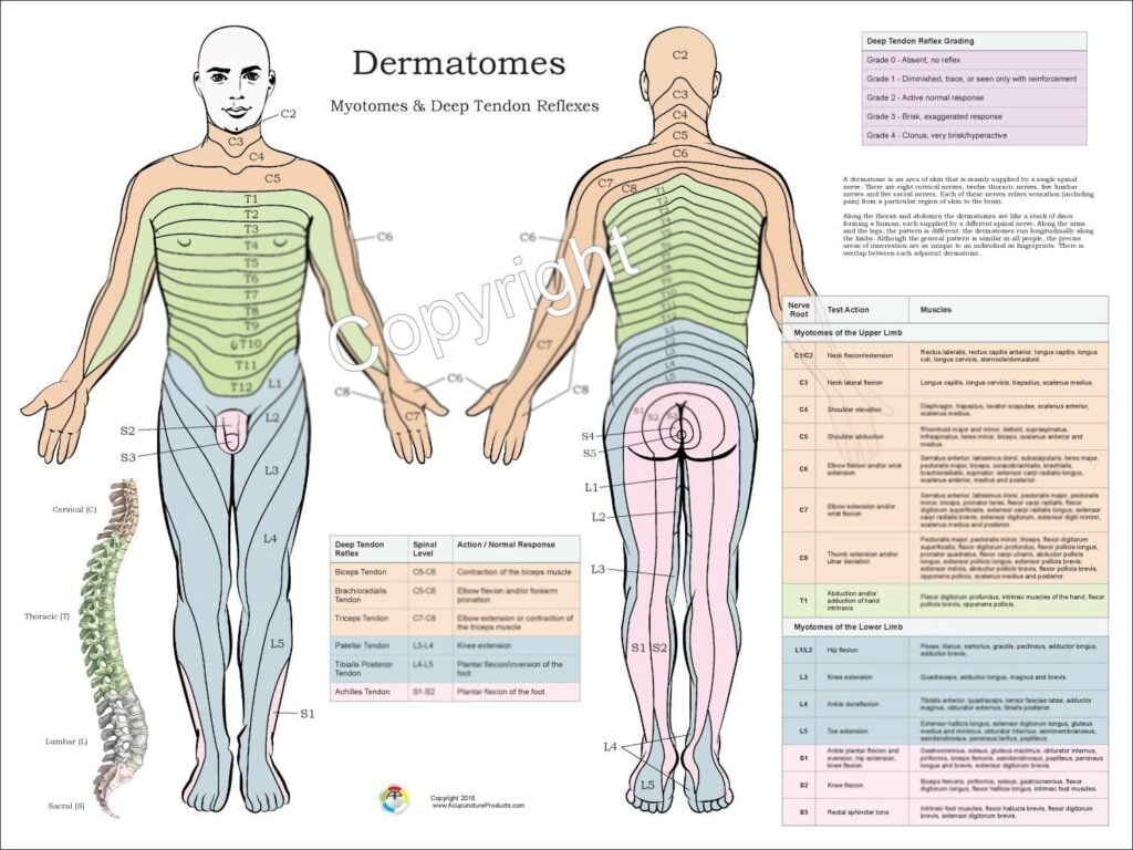 Dermatomes Myotomes And DTR Poster 18 X 24 Chiropractic Etsy In 2022 Chiropractic Spinal Nerve Human Muscle Anatomy