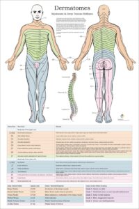 Dermatomes Myotomes And DTR Poster 20 X 30 Chiropractic Etsy