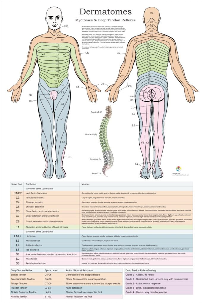 Dermatomes Myotomes Reflexes Chart