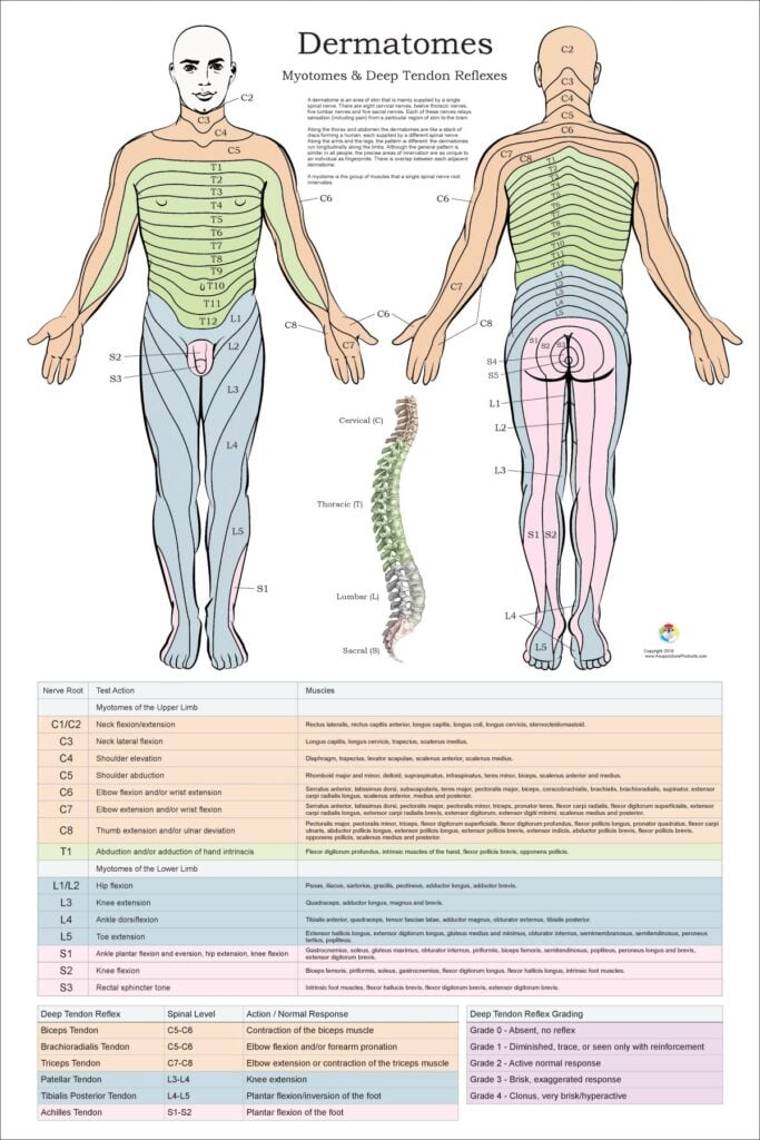 Myotome And Dermatome Chart Not Pinterest