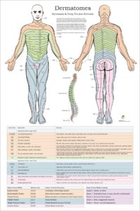 Dermatomes Myotomes And DTR Poster 20 X 30 Chiropractic Medical Nervous System Chart In 2022 Spinal Nerve Chiropractic Human Muscle Anatomy