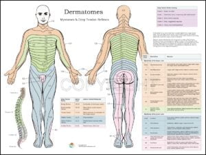 Dermatomes Nerve Poster