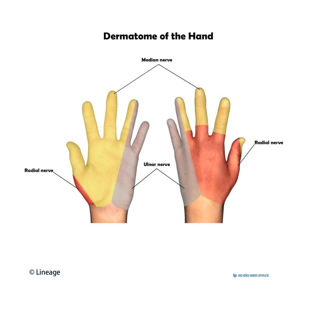 Dermatome Hand Chart
