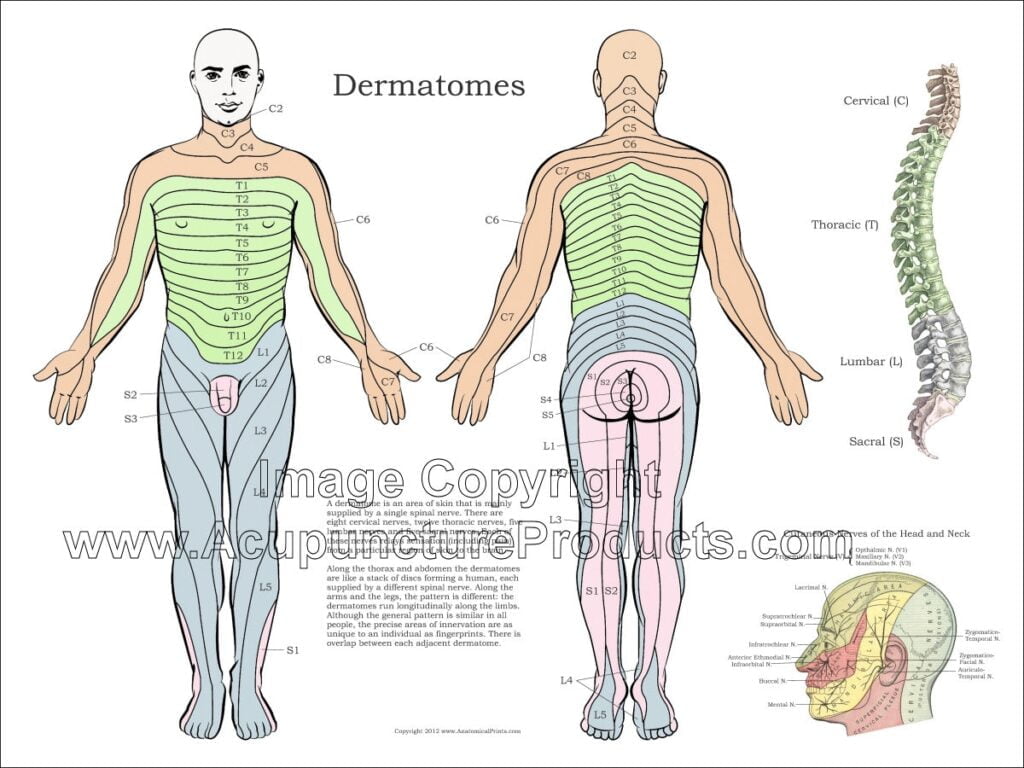 Dermatome Coloring Chart